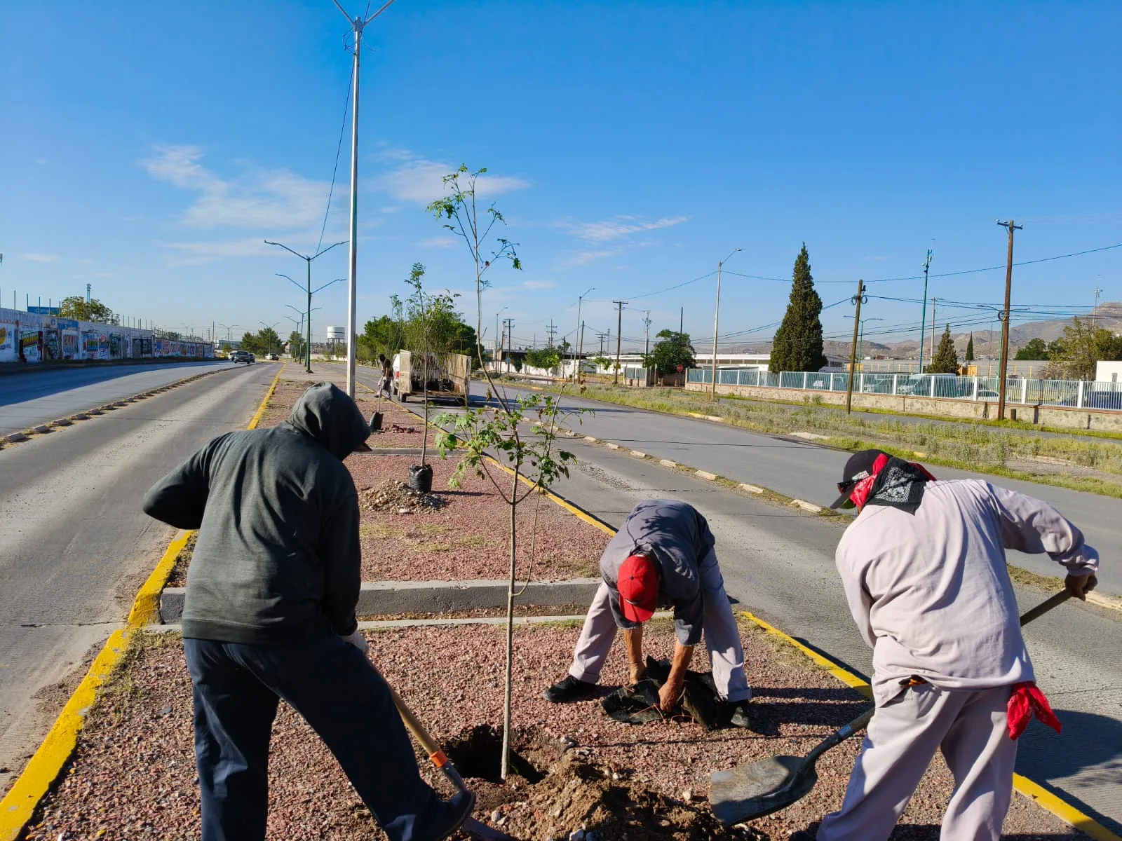 Plantan 50 fresnos en camellón del eje Vial Juan Gabriel para mejorar espacios urbanos - imagen 4