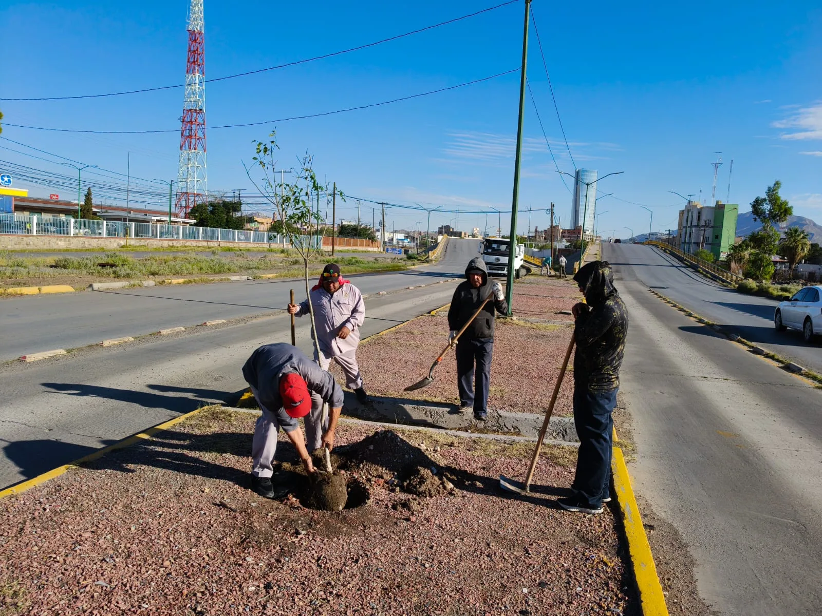 Plantan 50 fresnos en camellón del eje Vial Juan Gabriel para mejorar espacios urbanos - imagen 6
