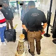 FGR vincula a proceso a dos detenidos con 50 kilos de cocaína en Tijuana - imagen 1