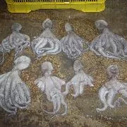 FGR vincula a proceso a dos personas por posesión de pulpo maya en Yucatán - imagen 1