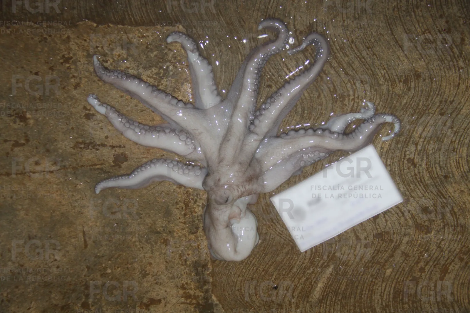 FGR vincula a proceso a dos personas por posesión de pulpo maya en Yucatán - imagen 6