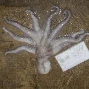 FGR vincula a proceso a dos personas por posesión de pulpo maya en Yucatán - imagen 7