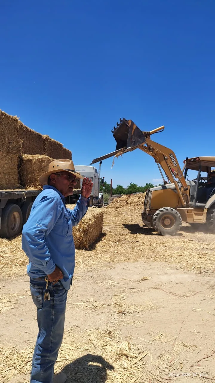 Juárez distribuye pacas de rastrojo de maíz para apoyar a ganaderos ante la sequía - imagen 1
