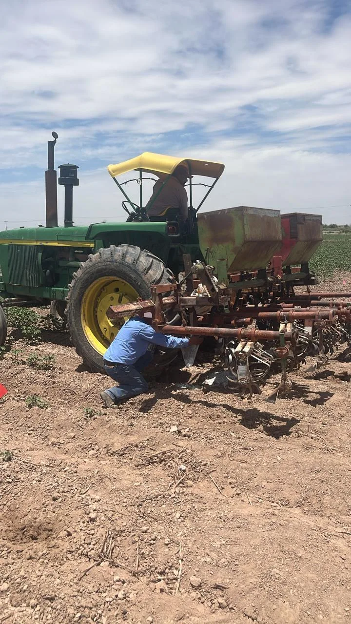 Innovan en cultivo de algodón en Valle de Juárez con tratamientos para mejorar retención de humedad y nutrición - imagen 2