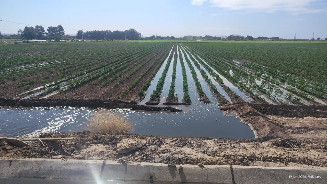 Innovan en cultivo de algodón en Valle de Juárez con tratamientos para mejorar retención de humedad y nutrición - imagen 6
