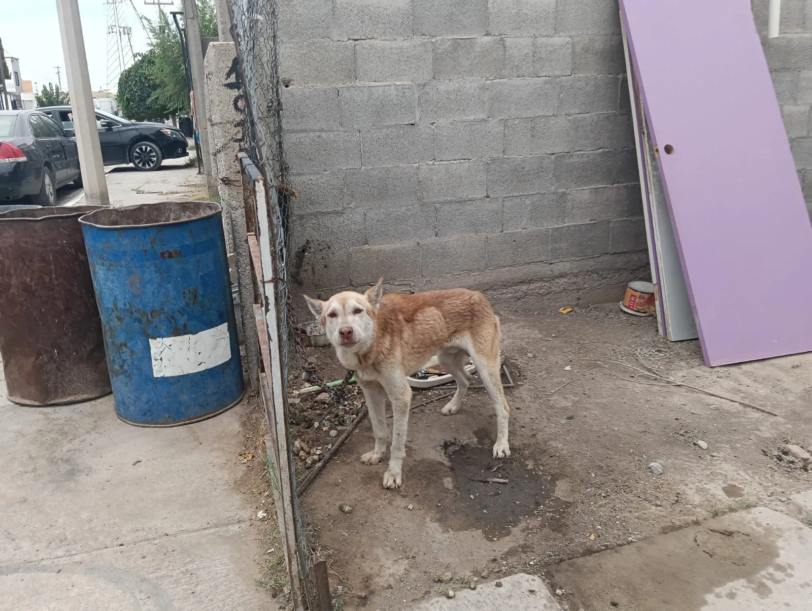 Policías municipales intervienen para rescatar perro en situación de abandono en colonia Colonial del Sur - imagen 2