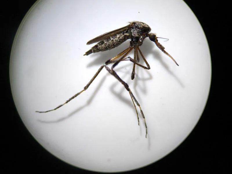 Identifican al mosquito Aedes aegypti como vector clave para dengue, zika y chikungunya en Yucatán - imagen 1