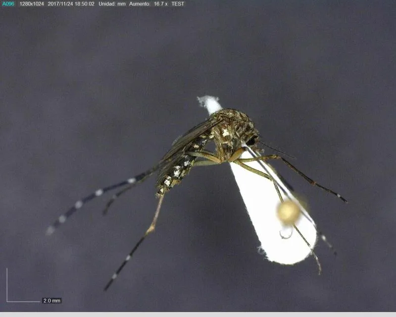 Identifican al mosquito Aedes aegypti como vector clave para dengue, zika y chikungunya en Yucatán - imagen 2