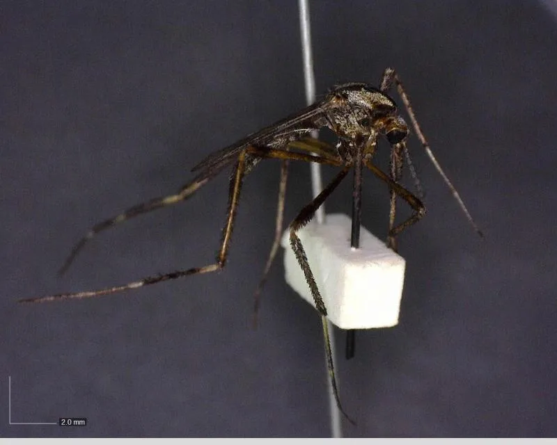 Identifican al mosquito Aedes aegypti como vector clave para dengue, zika y chikungunya en Yucatán - imagen 3