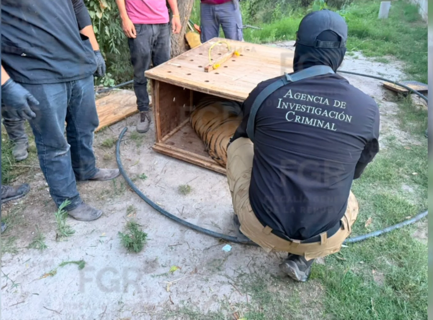 FGR asegura animales exóticos y equinos en operativo en Durango - imagen 4
