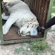 FGR asegura animales exóticos y equinos en operativo en Durango - imagen 1