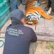 FGR asegura animales exóticos y equinos en operativo en Durango - imagen 3