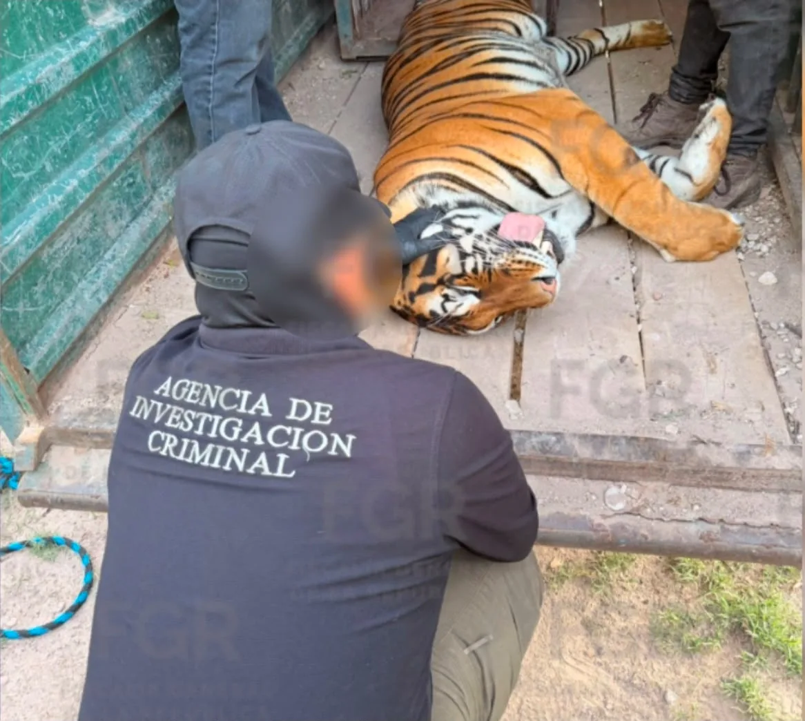 FGR asegura animales exóticos y equinos en operativo en Durango - imagen 2