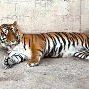 FGR asegura animales exóticos y equinos en operativo en Durango - imagen 7