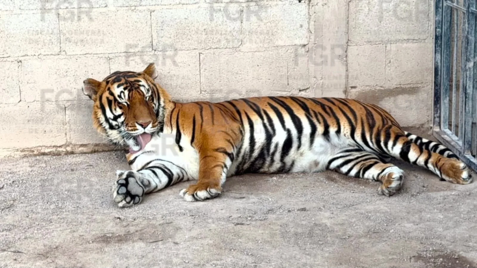 FGR asegura animales exóticos y equinos en operativo en Durango - imagen 6