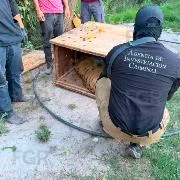 FGR asegura animales exóticos y equinos en operativo en Durango - imagen 5