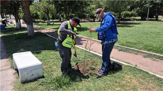 Municipio de Chihuahua lanza recomendaciones para proteger los árboles urbanos - imagen 1