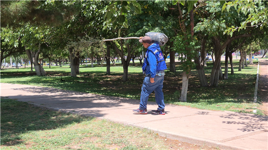 Municipio de Chihuahua lanza recomendaciones para proteger los árboles urbanos - imagen 2