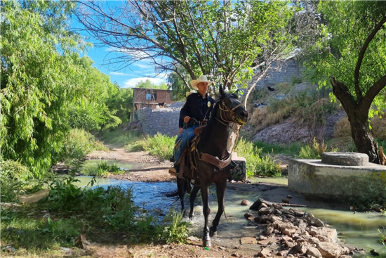 Policía Montada de Chihuahua mejora vigilancia en zonas de difícil acceso con 14 caballos entrenados - imagen 3