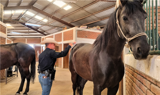 Policía Montada de Chihuahua mejora vigilancia en zonas de difícil acceso con 14 caballos entrenados - imagen 5