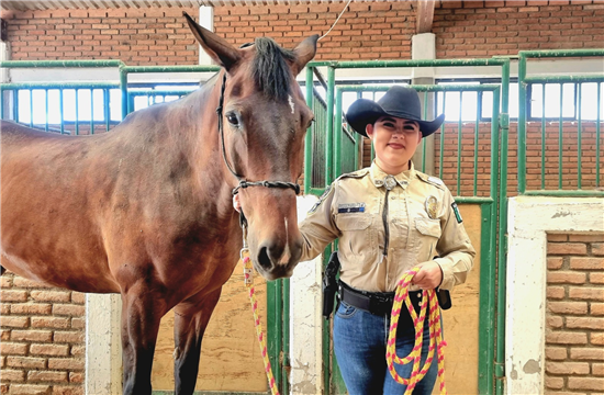Policía Montada de Chihuahua mejora vigilancia en zonas de difícil acceso con 14 caballos entrenados - imagen 6