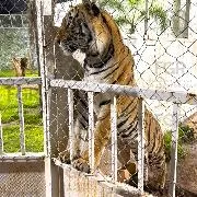 FGR vincula a proceso a tres personas por robo de mercancía, vehículos y fauna en San Luis Potosí - imagen 1