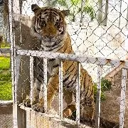 FGR vincula a proceso a tres personas por robo de mercancía, vehículos y fauna en San Luis Potosí - imagen 5