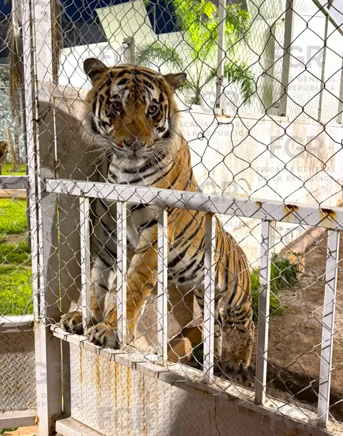 FGR vincula a proceso a tres personas por robo de mercancía, vehículos y fauna en San Luis Potosí - imagen 4