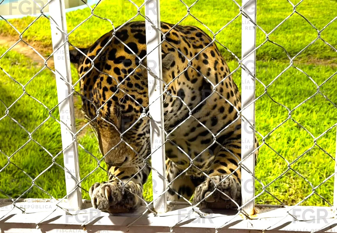 FGR vincula a proceso a tres personas por robo de mercancía, vehículos y fauna en San Luis Potosí - imagen 6