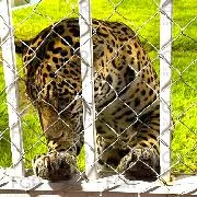 FGR vincula a proceso a tres personas por robo de mercancía, vehículos y fauna en San Luis Potosí - imagen 7