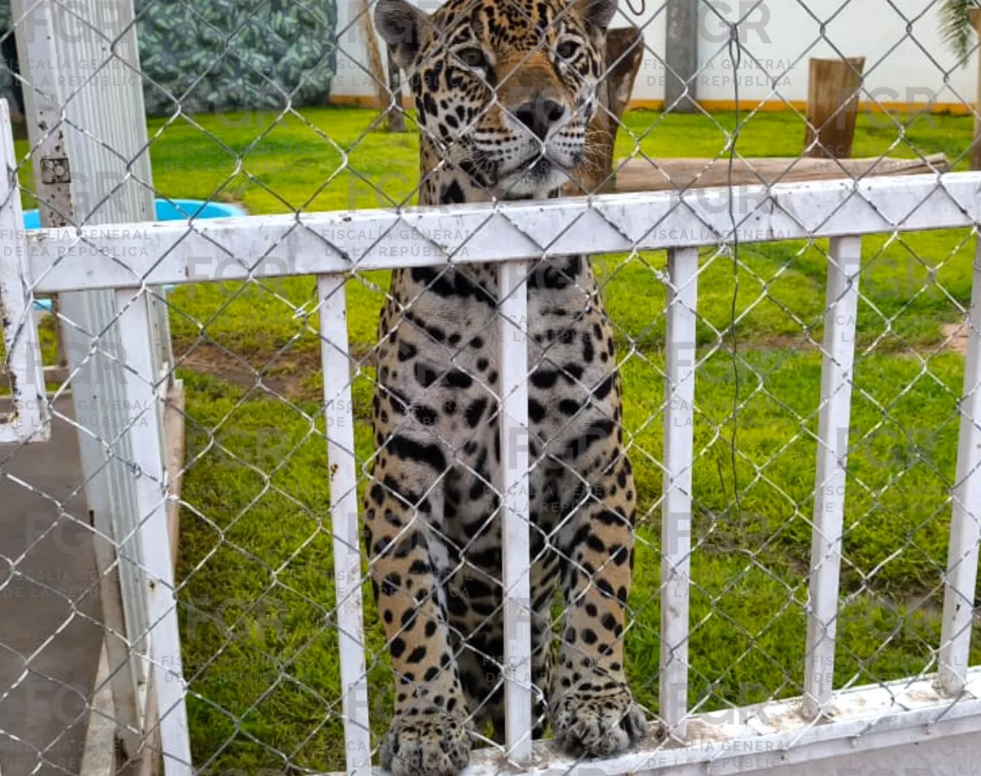 FGR vincula a proceso a tres personas por robo de mercancía, vehículos y fauna en San Luis Potosí - imagen 8