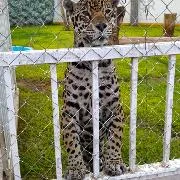 FGR vincula a proceso a tres personas por robo de mercancía, vehículos y fauna en San Luis Potosí - imagen 9