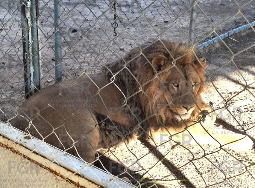 FGR vincula a proceso a tres personas por robo de mercancía, vehículos y fauna en San Luis Potosí - imagen 14