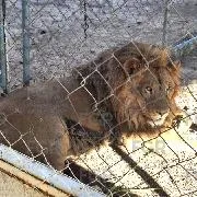 FGR vincula a proceso a tres personas por robo de mercancía, vehículos y fauna en San Luis Potosí - imagen 15