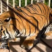 FGR vincula a proceso a tres personas por robo de mercancía, vehículos y fauna en San Luis Potosí - imagen 21