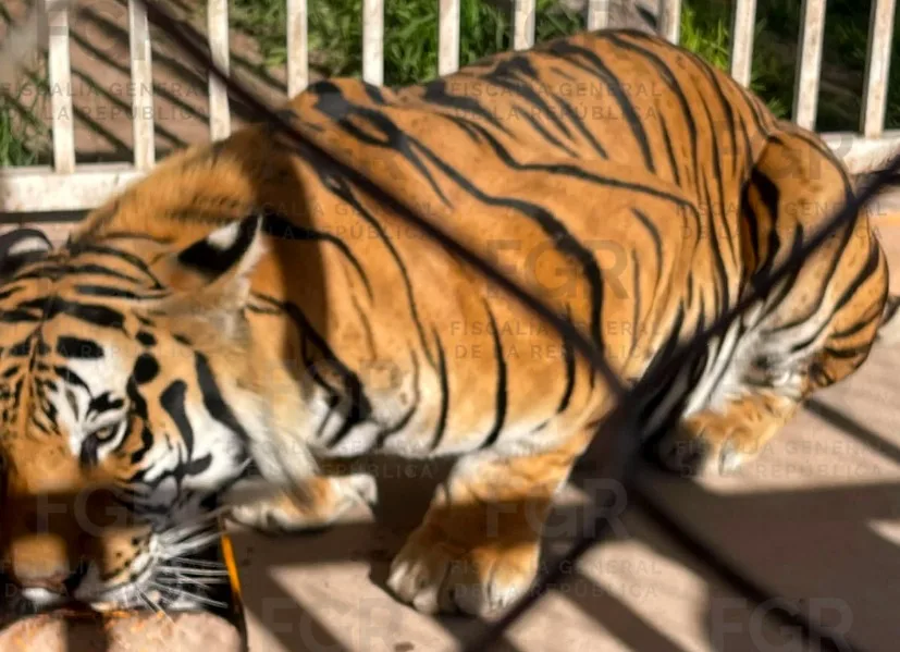 FGR vincula a proceso a tres personas por robo de mercancía, vehículos y fauna en San Luis Potosí - imagen 20