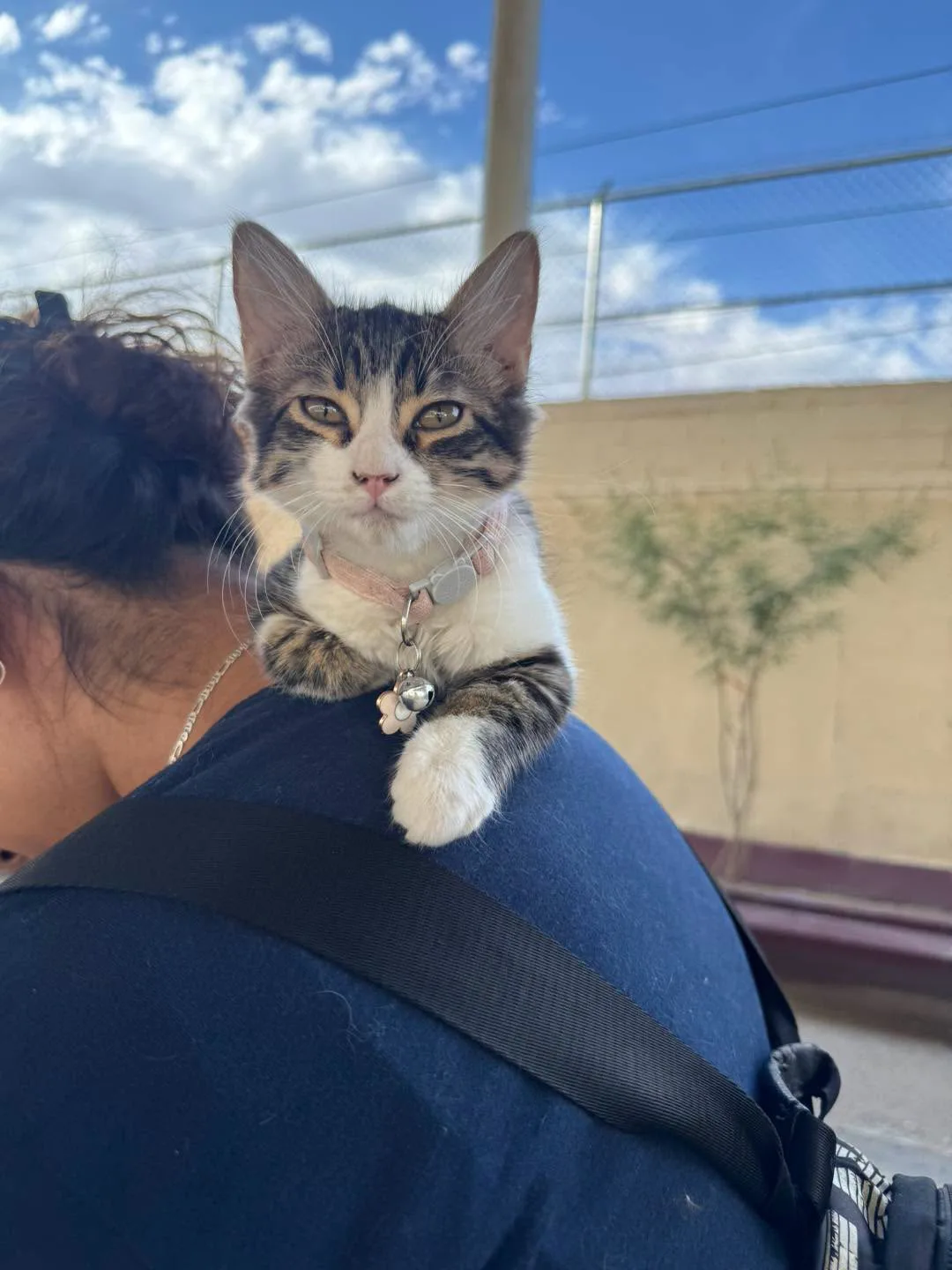 DABA esteriliza a más de 400 mascotas en Ciudad Juárez durante campaña gratuita - imagen 1