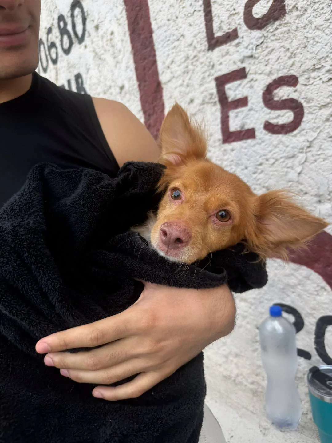 DABA esteriliza a más de 400 mascotas en Ciudad Juárez durante campaña gratuita - imagen 3