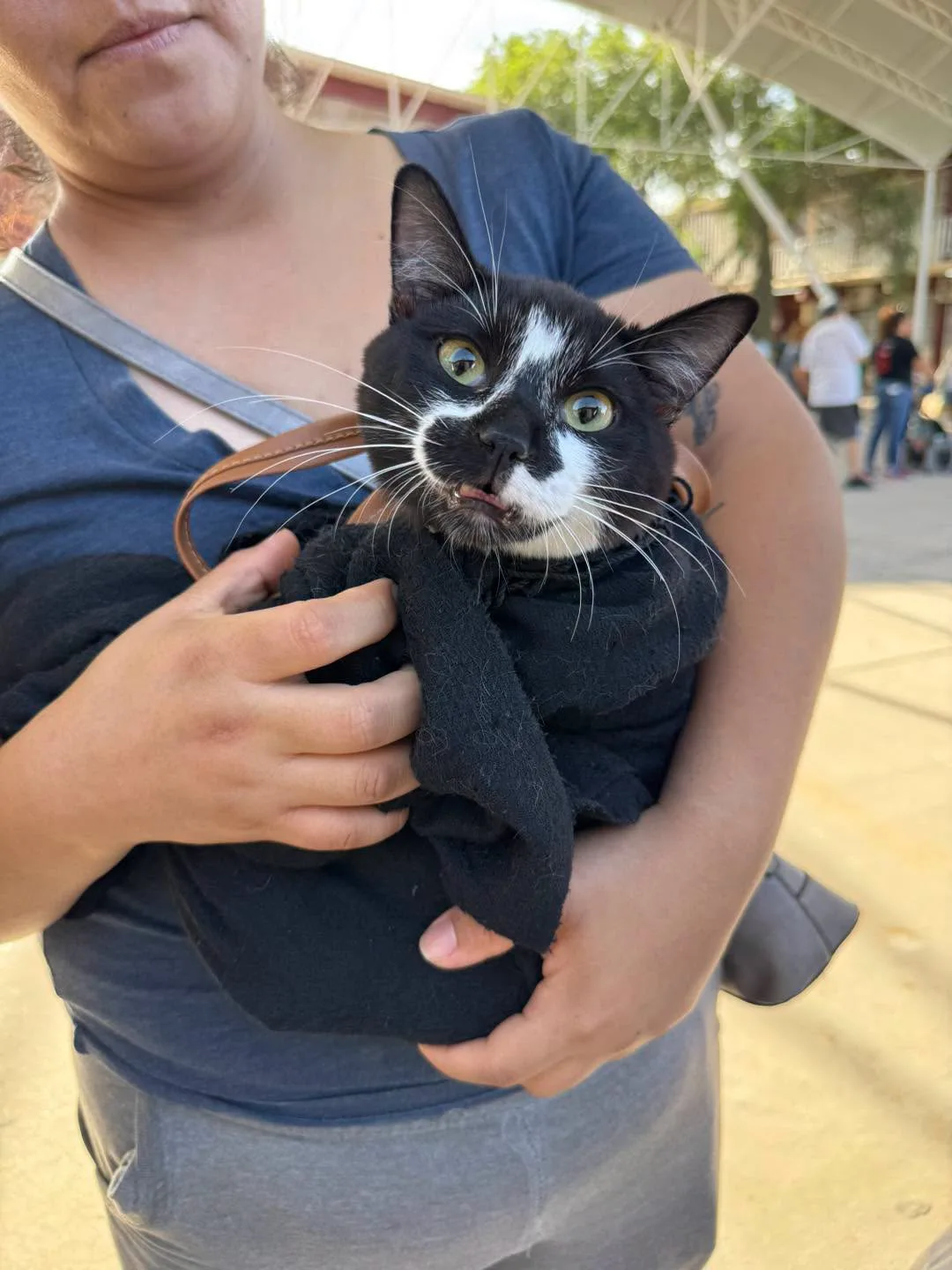 DABA esteriliza a más de 400 mascotas en Ciudad Juárez durante campaña gratuita - imagen 2