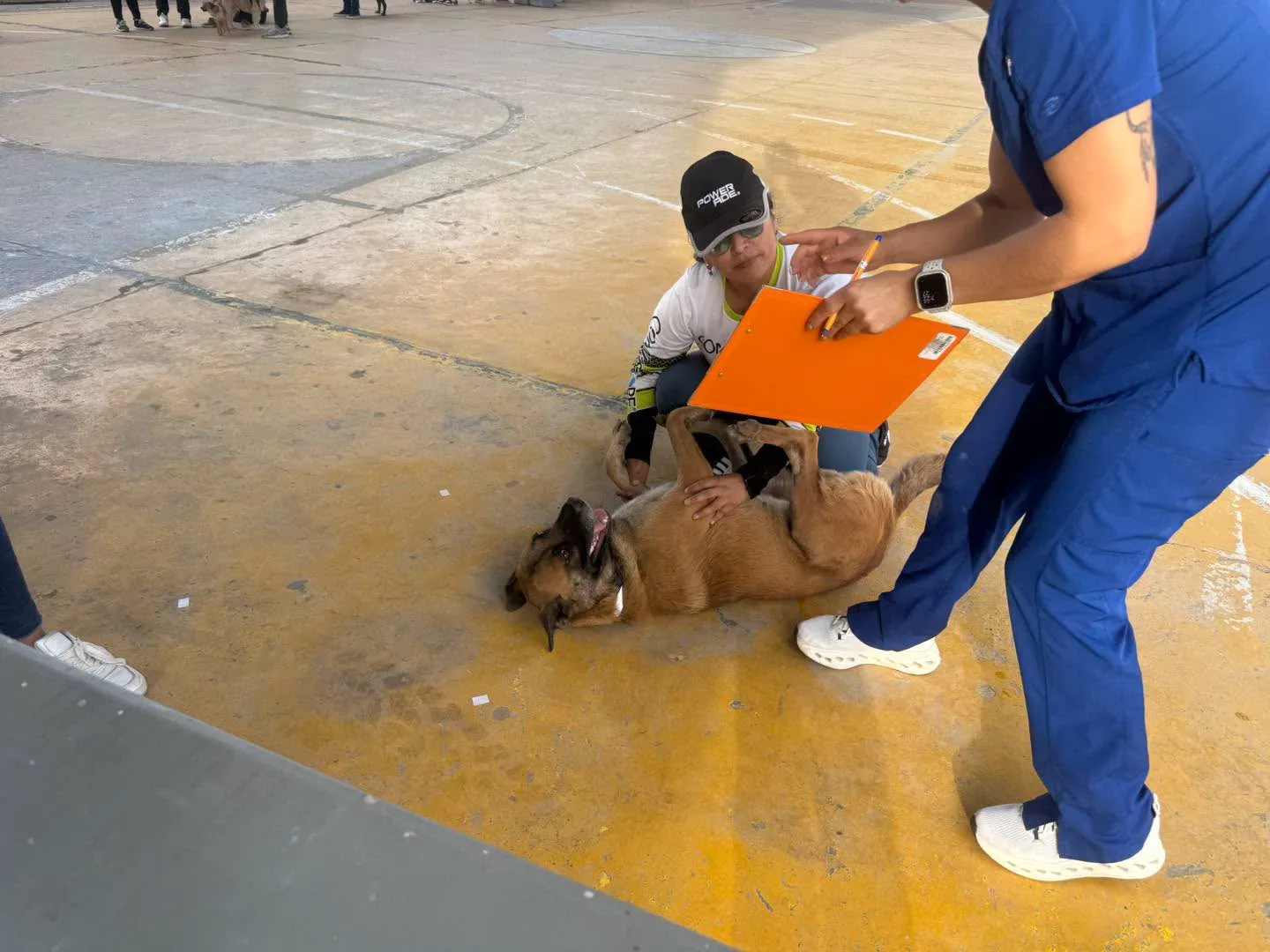 DABA esteriliza a más de 400 mascotas en Ciudad Juárez durante campaña gratuita - imagen 4