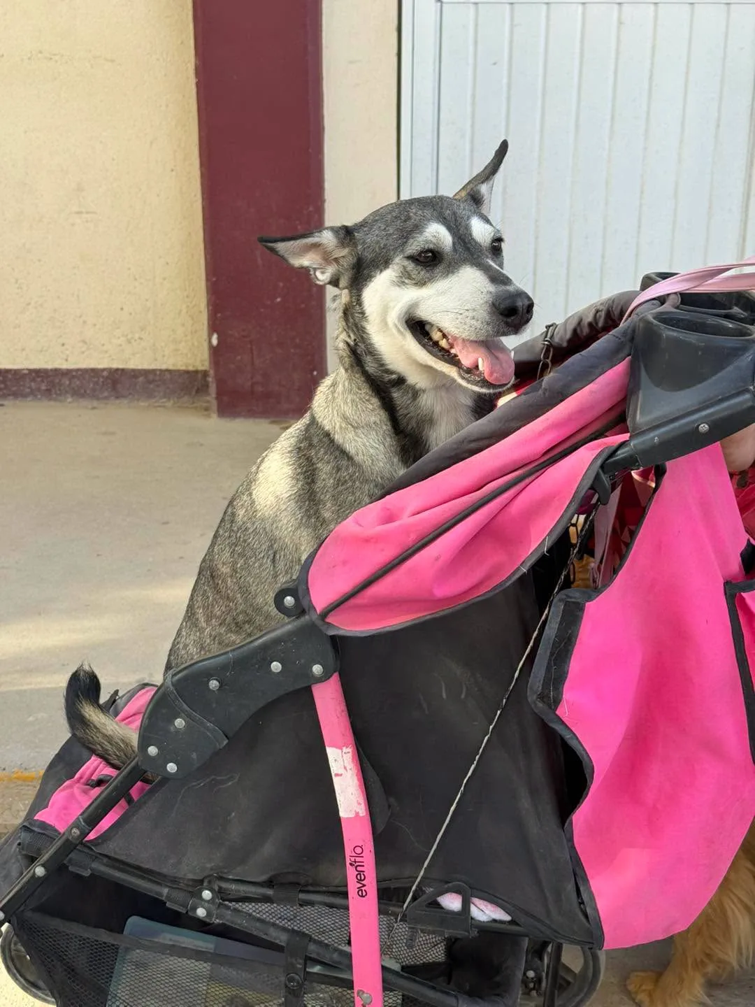 DABA esteriliza a más de 400 mascotas en Ciudad Juárez durante campaña gratuita - imagen 5