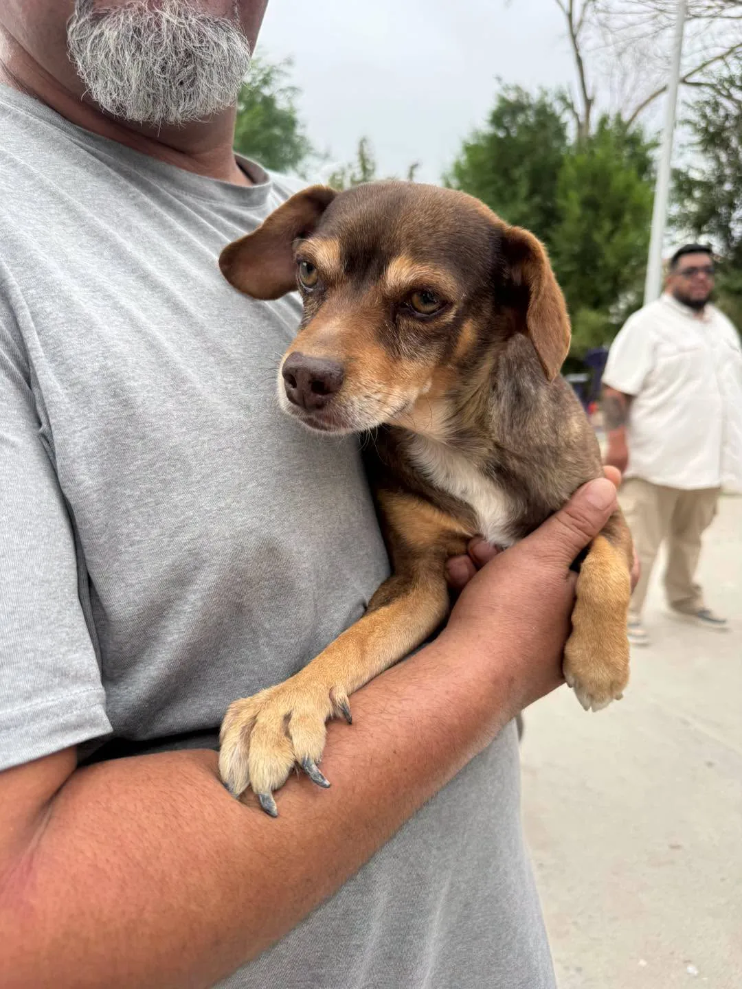 DABA esteriliza a más de 400 mascotas en Ciudad Juárez durante campaña gratuita - imagen 6