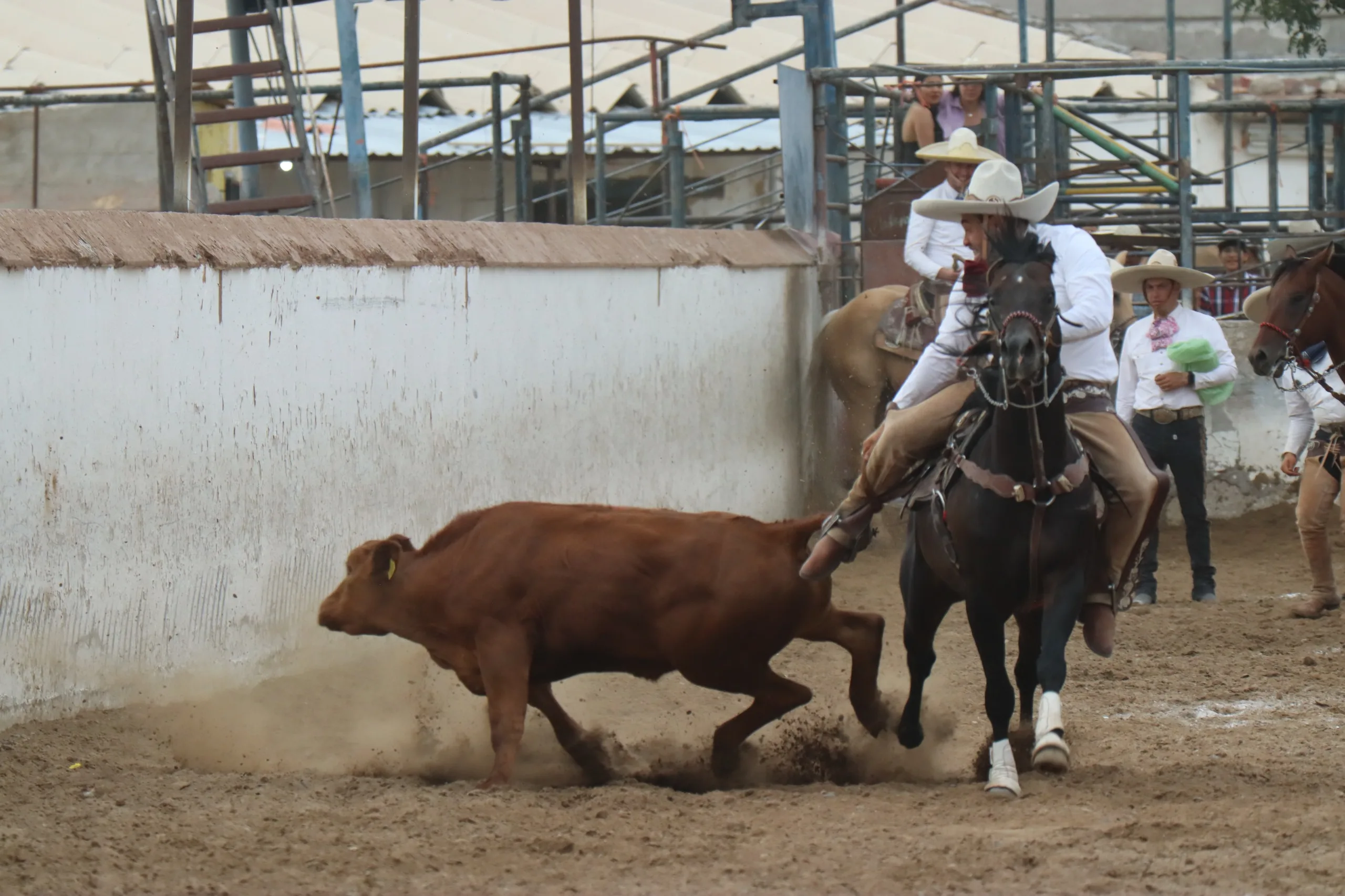 Finaliza el Campeonato Estatal Charro 2026 en Ciudad Juárez con Rancho El Bayo como campeón - imagen 2