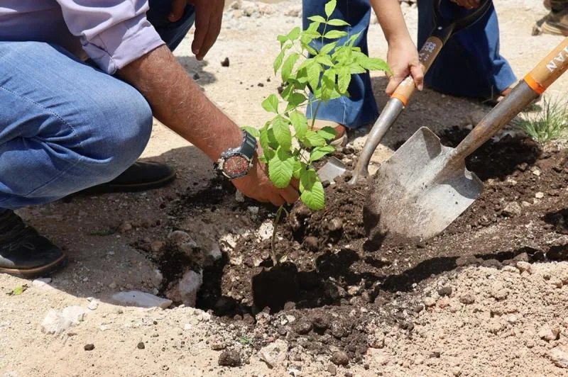 Renacimiento Verde impulsa reforestación con entrega de 2,000 árboles nativos en Tepakán, Yucatán - imagen 1