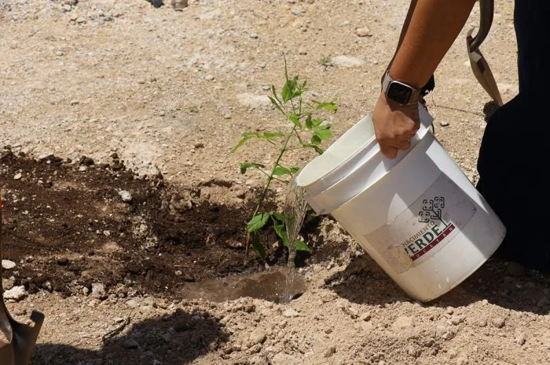 Renacimiento Verde impulsa reforestación con entrega de 2,000 árboles nativos en Tepakán, Yucatán - imagen 3