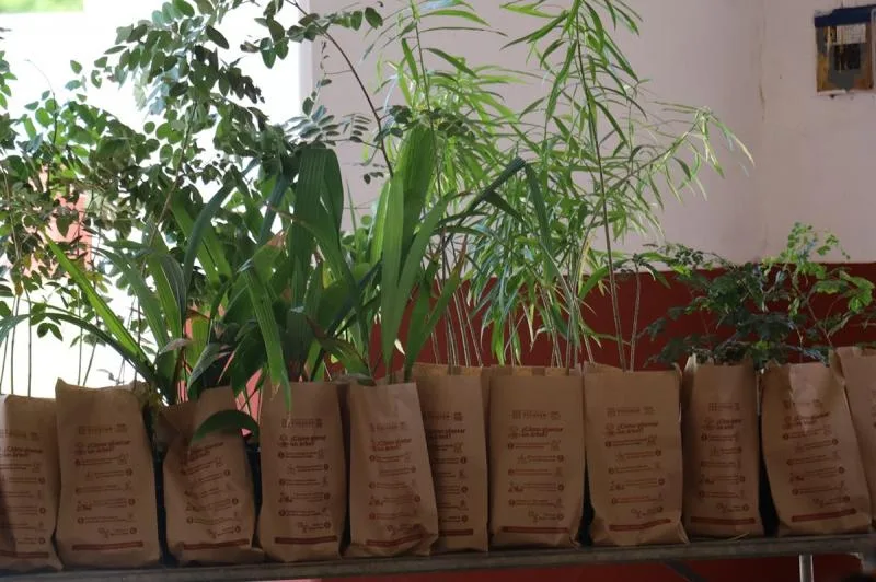 Renacimiento Verde impulsa reforestación con entrega de 2,000 árboles nativos en Tepakán, Yucatán - imagen 5