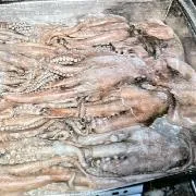 Detienen en Yucatán a tres personas con casi 250 kilos de pepino de mar en veda - imagen 3