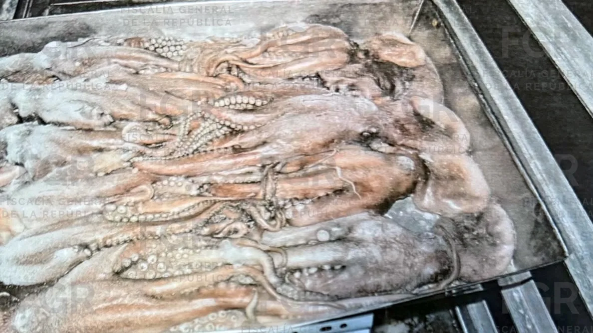 Detienen en Yucatán a tres personas con casi 250 kilos de pepino de mar en veda - imagen 2