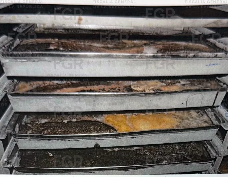 Detienen en Yucatán a tres personas con casi 250 kilos de pepino de mar en veda - imagen 8