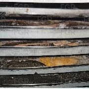 Detienen en Yucatán a tres personas con casi 250 kilos de pepino de mar en veda - imagen 9